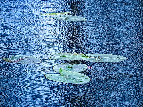 USA-Washington State-Pacific Northwest Sammamish trail Yellow Lake and lily pads in rain Art Print